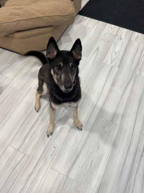 Photo of CD : Buddy Boy, adoptable German Shepherd Dog in Aurora, Indiana