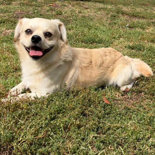 Photo of Clancy, adoptable Pekingese in Oakland, California