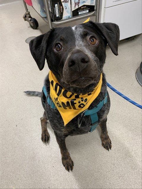 Photo of Mudgee, adoptable Australian Cattle Dog/Blue Heeler in Fairbanks, Alaska