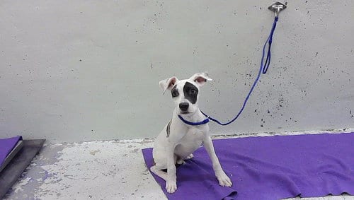 Photo of A2099870, adoptable Staffordshire Bull Terrier in Houston, Texas