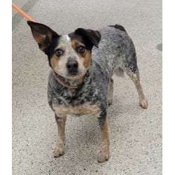 Photo of Spot, adoptable Australian Cattle Dog in Kansas City, Missouri