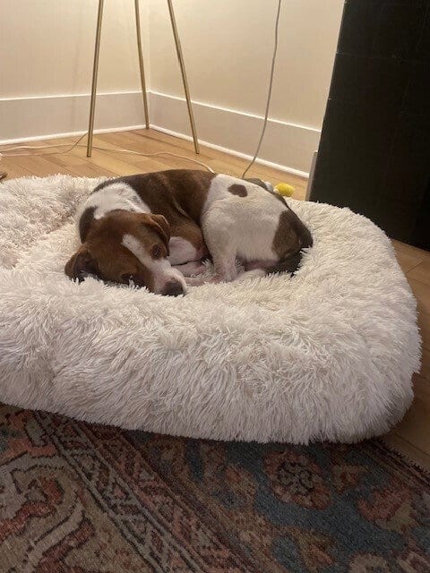 Photo of Pete, adoptable Beagle in Springdale, Pennsylvania