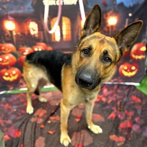 Photo of Octavius, adoptable German Shepherd Dog in Long Beach, California