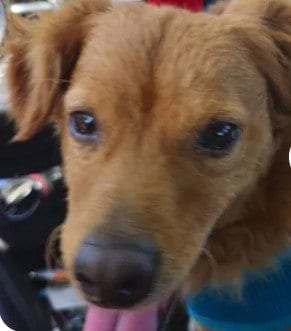 Photo of A048216, adoptable Chihuahua in Tracy, California