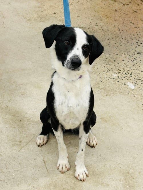 Photo of Shae, adoptable Border Collie in Arlington, Virginia