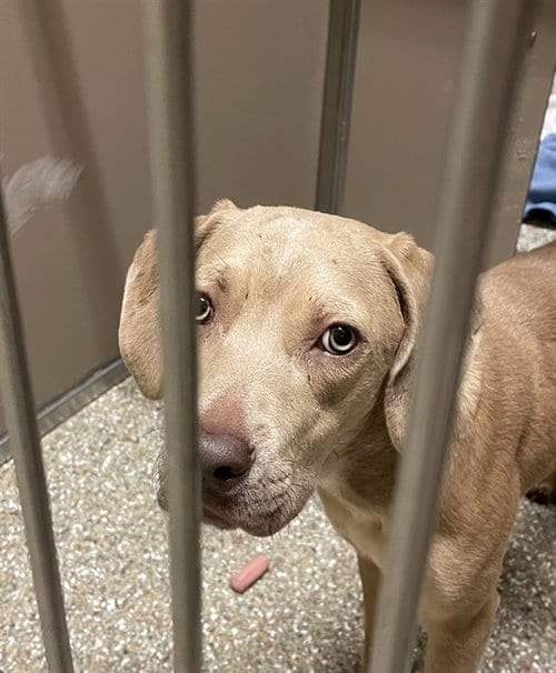 Photo of Selena, adoptable Labrador Retriever in Clyde, North Carolina