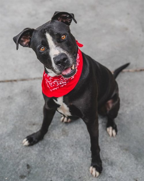 Photo of Poe, adoptable American Bulldog in Miami, Florida