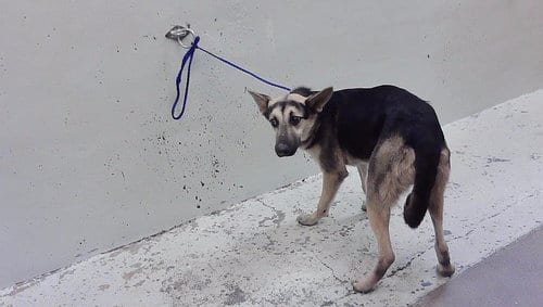 Photo of Maxwell, adoptable German Shepherd Dog in Houston, Texas