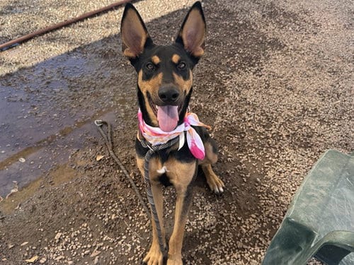 Photo of Orbit, adoptable German Shepherd Dog in Phoenix, Arizona