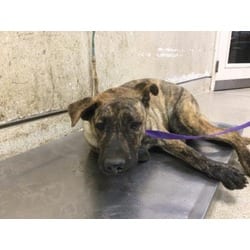 Photo of Byran, adoptable Shepherd (Unknown Type) in Jurupa Valley, California
