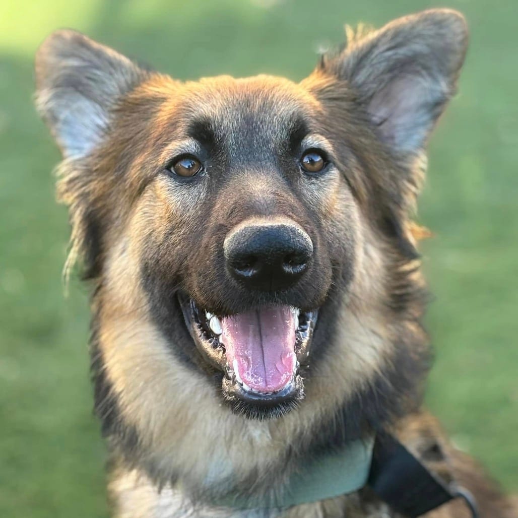 Photo of Eco, adoptable Shepherd, German in Iowa and surrounding states, Iowa