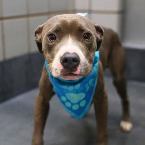 Photo of Pupkin Spice, adoptable American Staffordshire Terrier in San Antonio, Texas