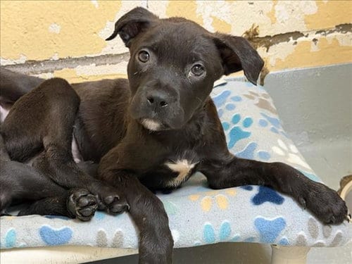 Photo of Black, adoptable Labrador Retriever in Tulsa, Oklahoma