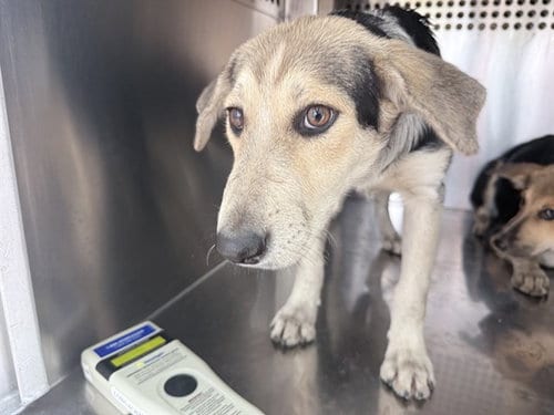 Photo of Boo, adoptable Australian Cattle Dog/Blue Heeler in Phoenix, Arizona
