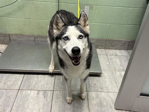 Photo of Sheba, adoptable Siberian Husky in Grand Prairie, Texas