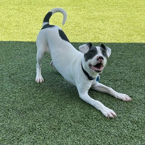 Photo of Cheese, adoptable Unknown breed in Rancho Santa Fe, California