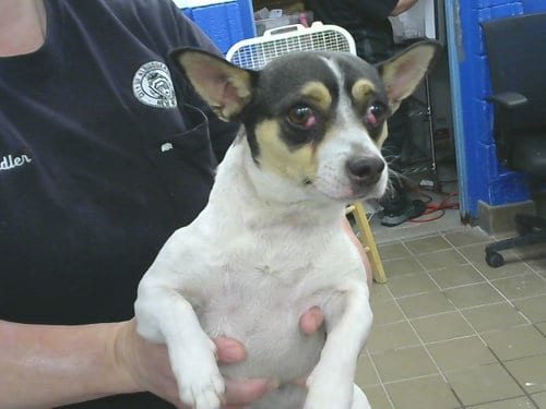 Photo of Baby, adoptable Chihuahua in Albuquerque, New Mexico