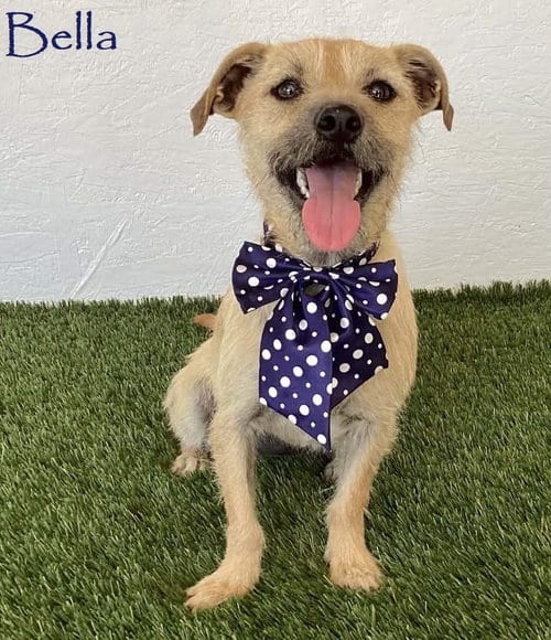 Photo of Bella, adoptable Norfolk Terrier in San Diego, California
