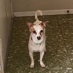 Photo of Peabody JuM, adoptable Parson Russell Terrier Chihuahua in Hartford, Connecticut