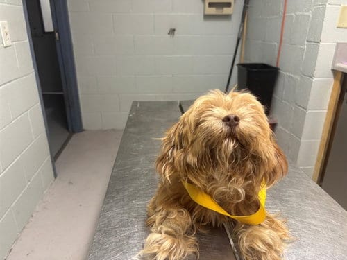 Photo of Leo, adoptable Shih Tzu in Augusta, Georgia