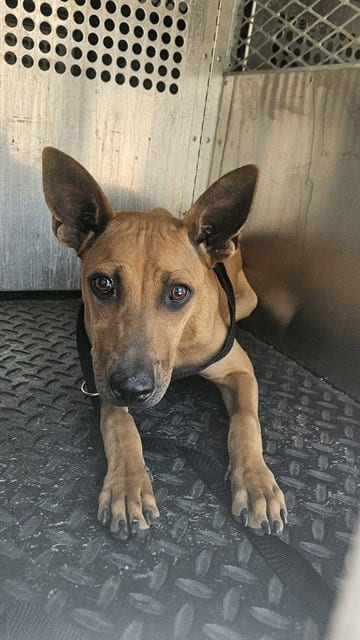 Photo of A781098, adoptable Rhodesian Ridgeback in Rancho Cucamonga, California