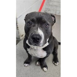 Photo of Apple, adoptable American Pit Bull Terrier in San Bernardino, California