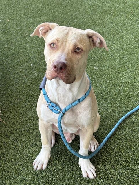 Photo of Chester, adoptable Pit Bull Terrier in Baytown, Texas
