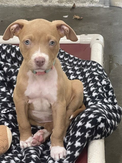 Photo of Portia, adoptable Pit Bull Terrier in Easton, Maryland