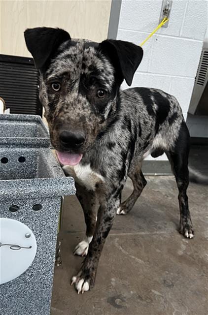 Photo of Rufus, adoptable Mixed Breed