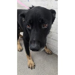 Photo of Miles, adoptable German Shepherd Dog in San Bernardino, California