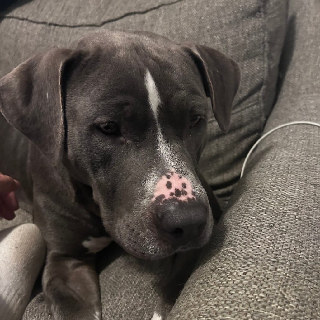 Photo of Sunshine, adoptable Mixed Breed (Medium) in Raleigh area, North Carolina