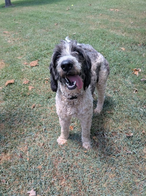 Photo of Mazie, adoptable Poodle (Standard) in Vail, Arizona