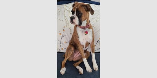 Photo of Brandi III, adoptable Boxer in Austin, Texas
