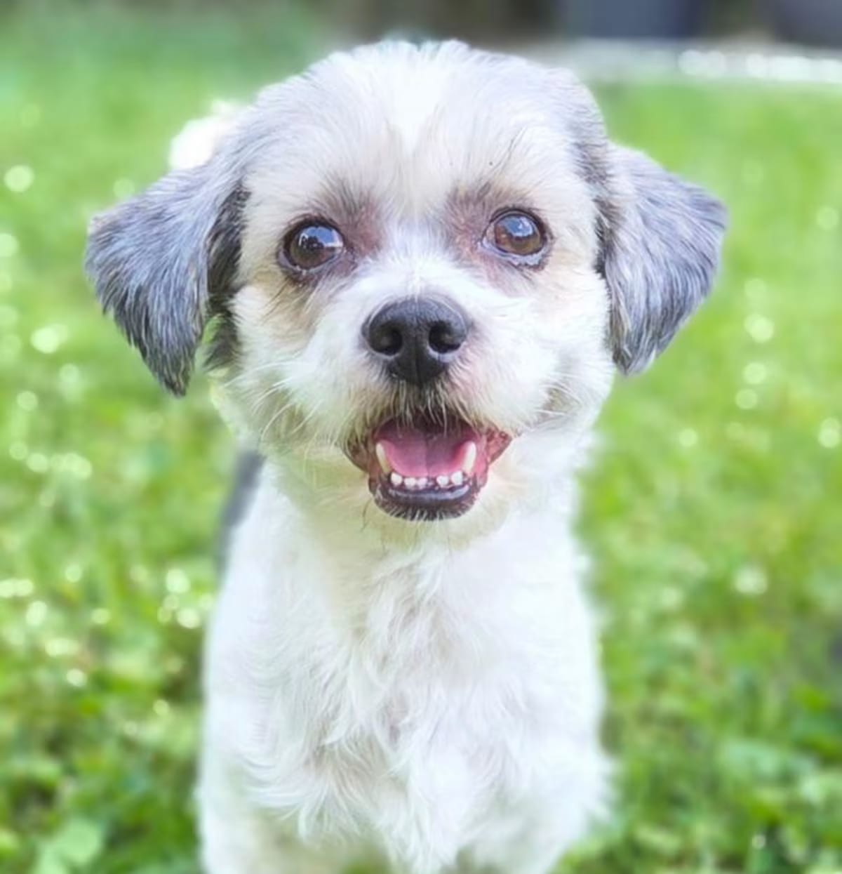 Photo of Oreo, adoptable Shih Tzu in Bridgeton, Missouri