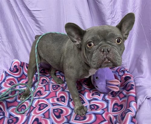 Photo of A614957, adoptable French Bulldog in Modesto, California