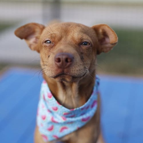 Photo of Tito, adoptable Terrier in San Antonio, Texas
