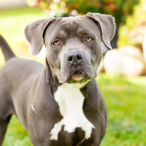 Photo of Todd, adoptable Pit Bull Terrier in Camarillo, California