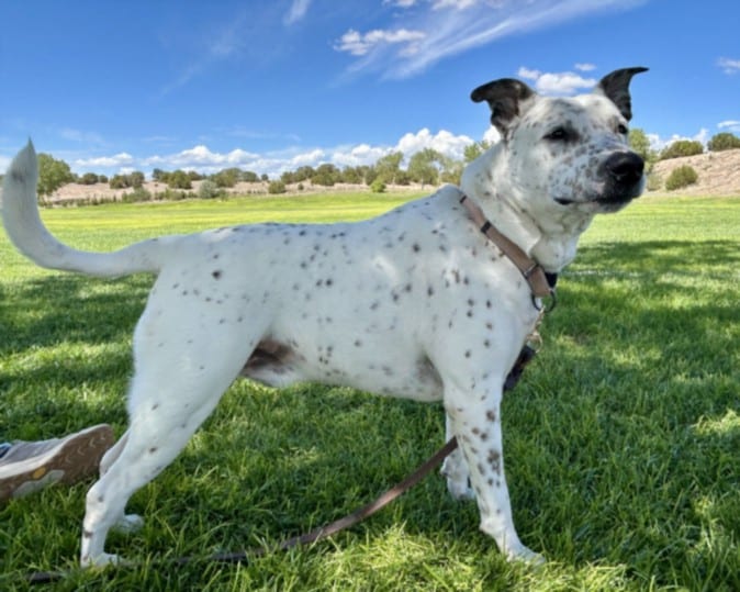 Photo of Bud, adoptable Mixed Breed in Santa Fe, New Mexico