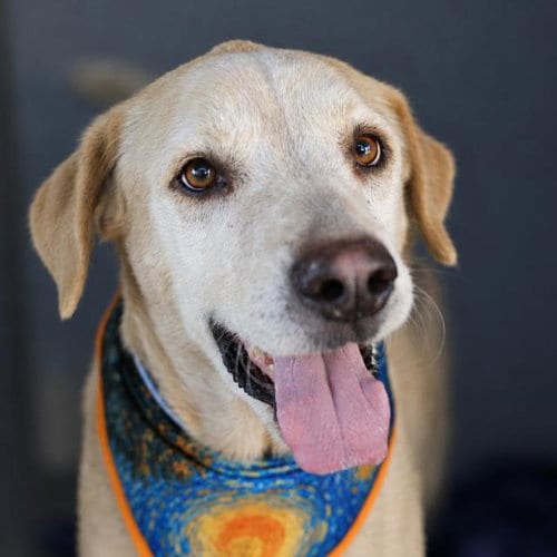 Photo of Sun, adoptable Labrador Retriever in San Antonio, Texas