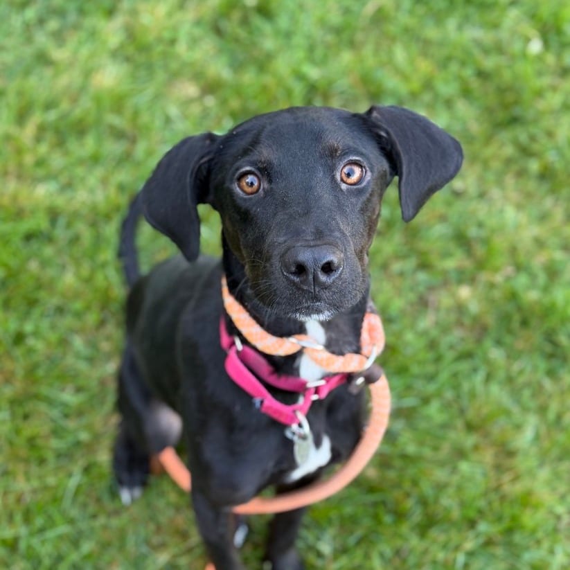 Photo of Miles, adoptable Retriever / Hound in Pittsford, Vermont