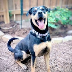 Photo of Reyna EM, adoptable Rottweiler Hound (Unknown Type) in Hartford, Connecticut