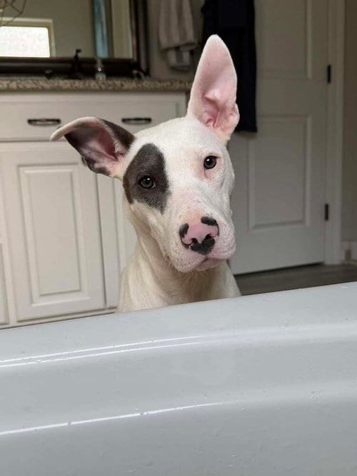 Photo of Abe, adoptable Terrier in Abbeville, Louisiana
