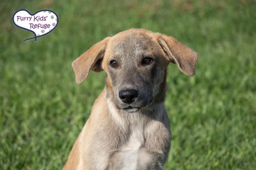 Photo of Lincoln, adoptable Shepherd in Lee's Summit, Missouri