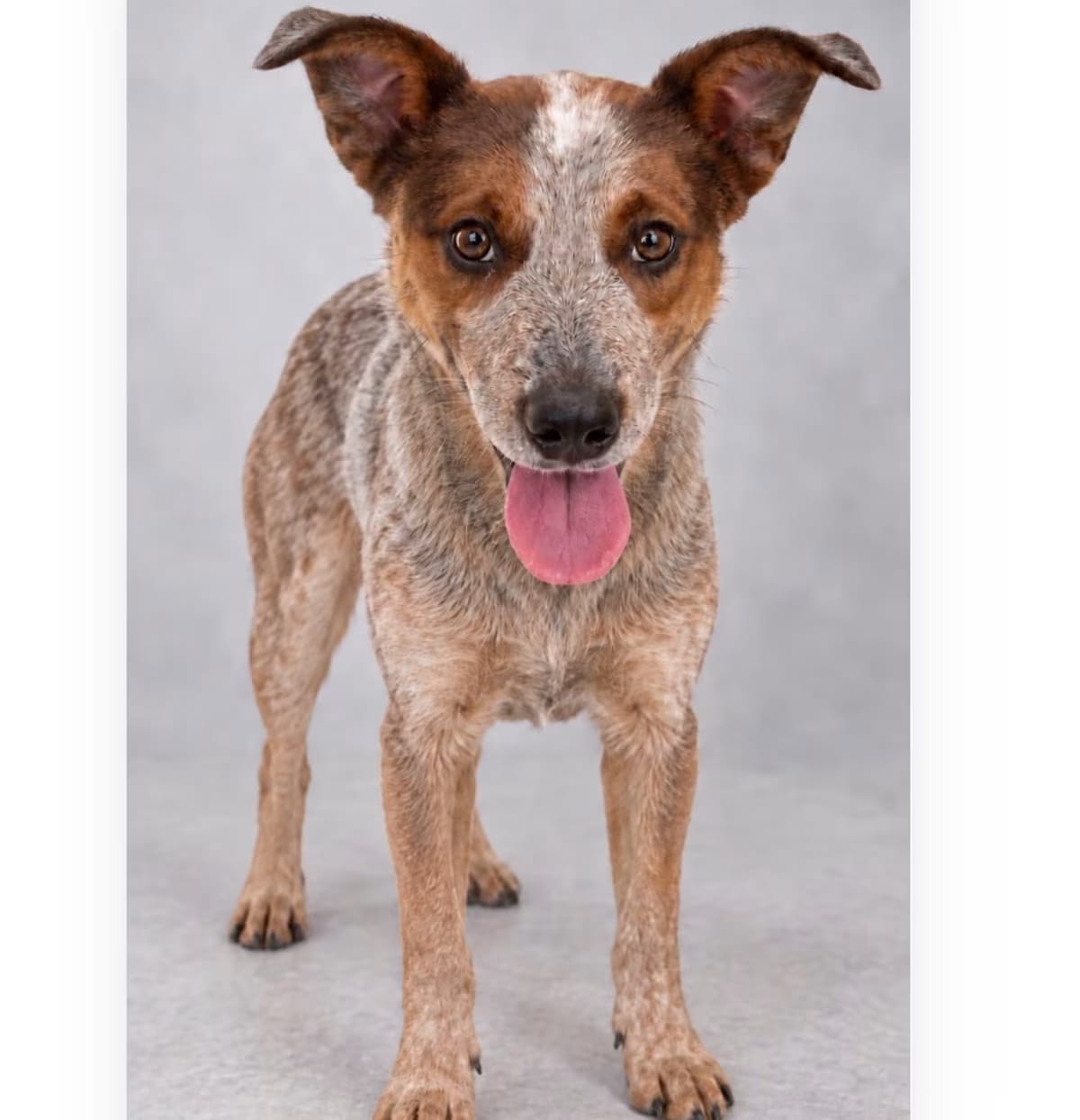 Photo of Randy, adoptable Australian Cattle Dog in Phoenix, Arizona