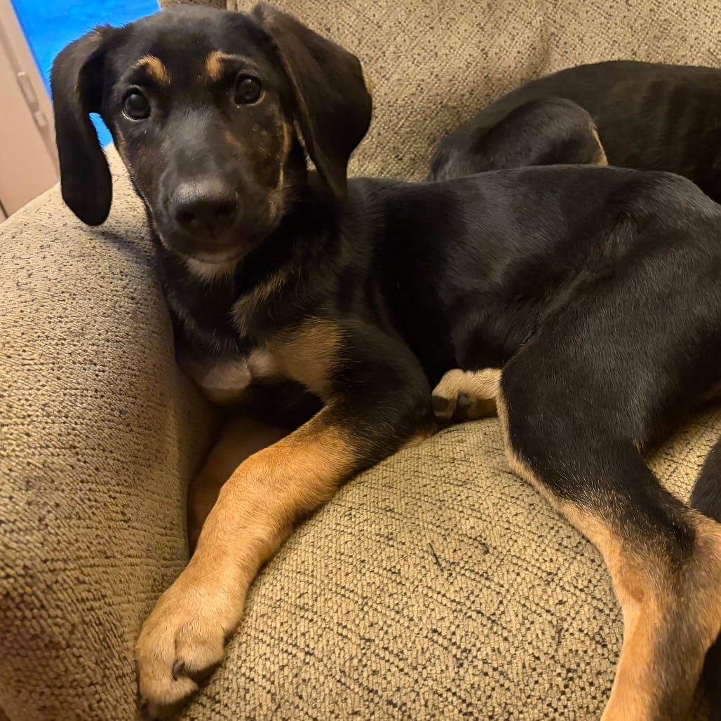 Photo of Pippa, adoptable Shepherd, German in Potomac, Maryland