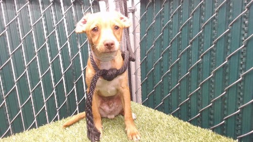 Photo of Nano, adoptable Chihuahua in Downey, California