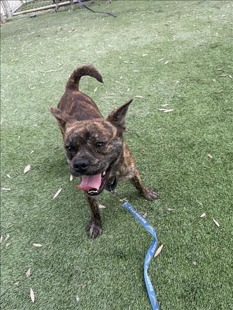 Photo of Jabbar, adoptable French Bulldog in Los Angeles, California