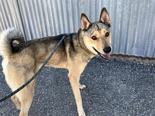 Photo of Luz, adoptable Norwegian Elkhound in Albuquerque, New Mexico