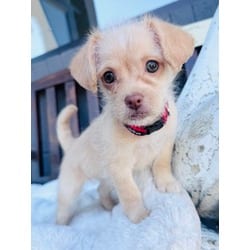 Photo of Thumper, adoptable Shih Tzu Bichon Frise in Palatine, Illinois