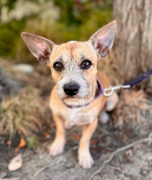 Photo of Zenith, adoptable Border Terrier in Romoland, California